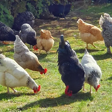 Apartament Thuers Im Busch - Gute Stube - Ab 3 Naechte - Mit Stil In