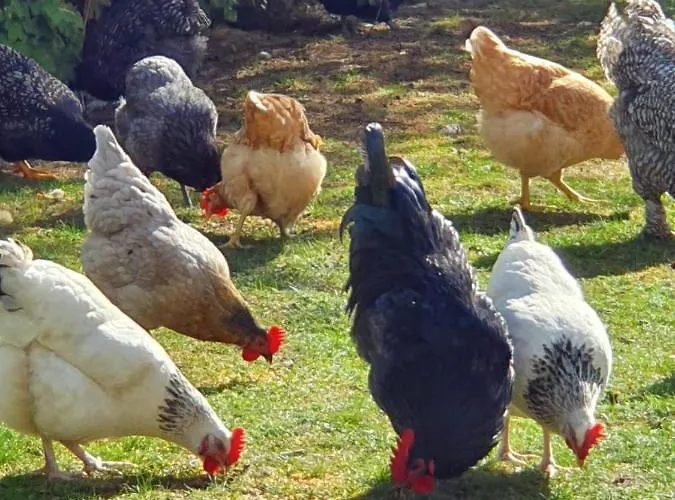 Apartamento Thuers Im Busch - Gute Stube - Ab 3 Naechte - Mit Stil In